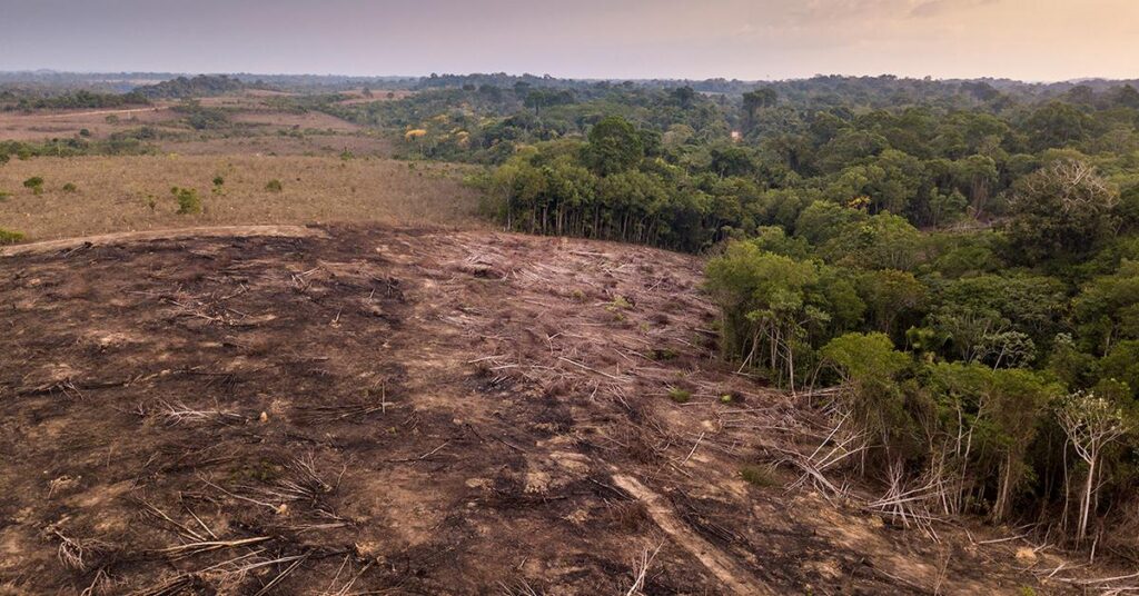 Amazon Deforestation in Brazil Falls 11%, Burned Areas Plummet 45% – www.mondialnews.com