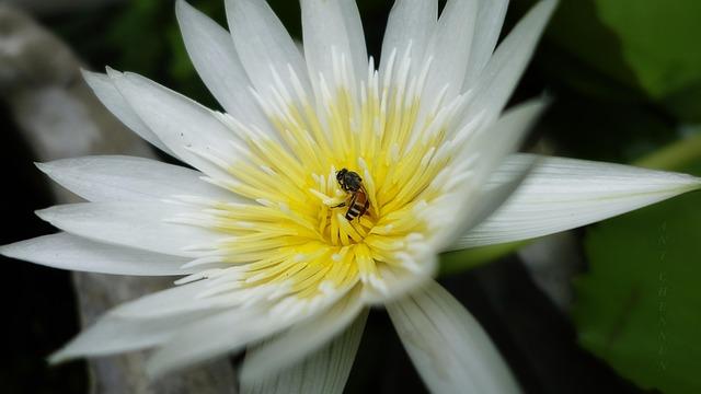 India Chooses BAE Hägglunds’ BvS-10 as Its Next-Generation Tracked Military Vehicle – www.mondialnews.com