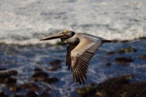 Find Out If Your Favorite Local Landmark Is Featured in the New Monopoly San Diego Edition! – sandiego365.info