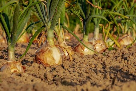 India Suspends Onion Imports: New Permits Put on Hold – www.mondialnews.com