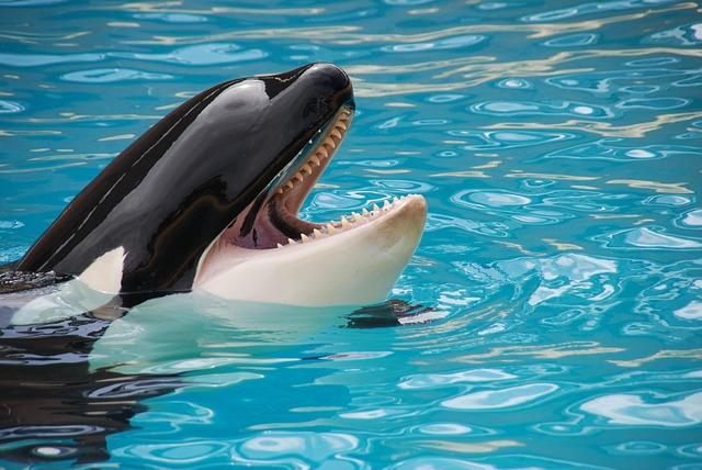 France to Relocate Marineland Orcas to Spain Just in Time for Summer – www.mondialnews.com